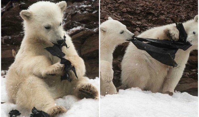 Голодные белые медведи жуют пластик на Шпицбергене (7 фото)
