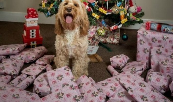 Британская собака получила на Рождество 68 подарков на 1000 фунтов (7 фото)