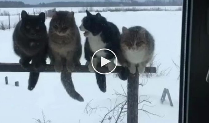 Замерзшие котики возвращаются домой