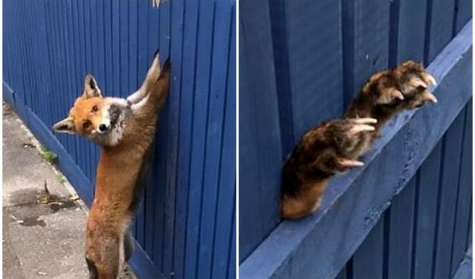 "Поможете, люди?": лисица застряла лапами в заборе, пытаясь перепрыгнуть его (4 фото)