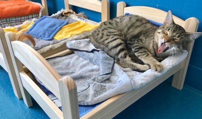 IKEA подарила кошкам из приюта маленькие кроватки (18 фото + 1 видео)
