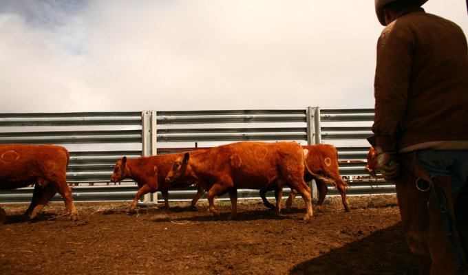 Клеймление скота на ранчо “Bledsoe” (9 фото)