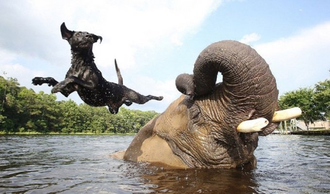 Слон и пес, которых подружила вода (8 фото)