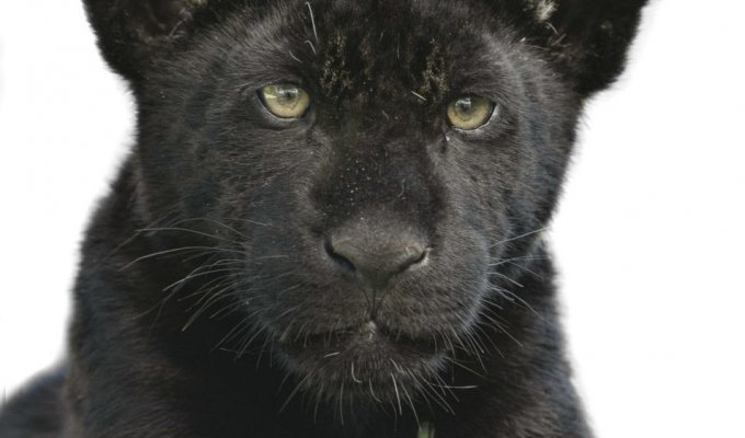 Черная пантера Inka (8 фото)