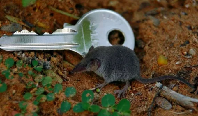Одно из самых маленьких млекопитающих планеты (7 фото)