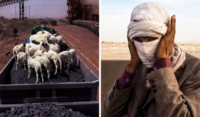 Безумное путешествие через Сахару с овцами и железной рудой (19 фото)