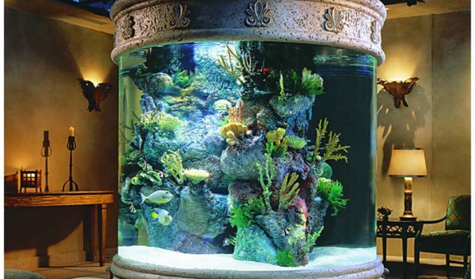 А вы знаете почему эта аквариумная рыбка стоит 400 тысяч долларов (8 фото)