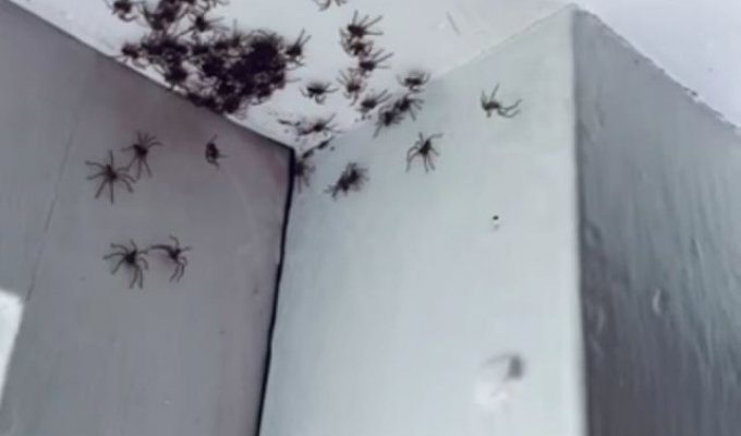 Теперь это наш дом: комнату женщины из Сиднея заполонили смертоносные пауки-охотники (4 фото + видео)