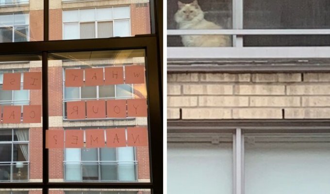 Диалог девушки и кошки через окно позабавил соцсети (6 фото)