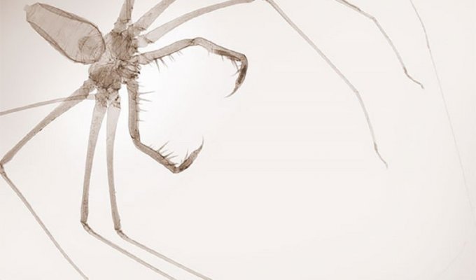 Фотограф-рентгенолог показывает мир насекомых изнутри (12 фото)