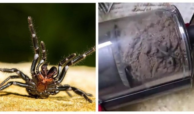 Австралийка обнаружила гигантского паука в пылесосе (3 фото + 1 видео)