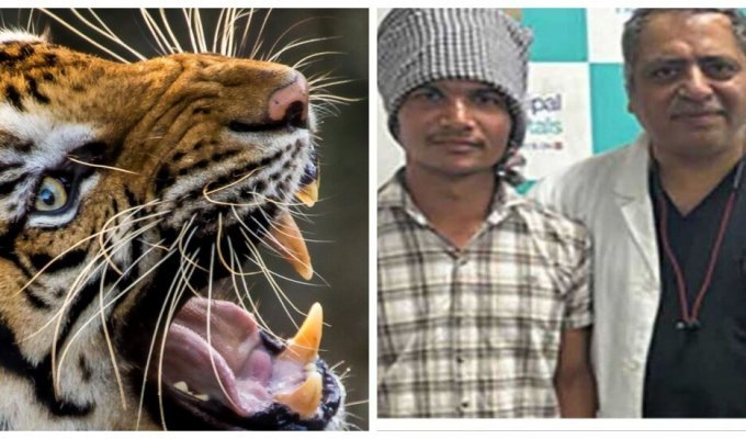 В Индии подростку удалось спастись от тигра, потянув его за язык (3 фото)