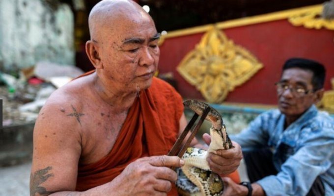 Буддийский монах устроил приют для змей в монастыре (5 фото)