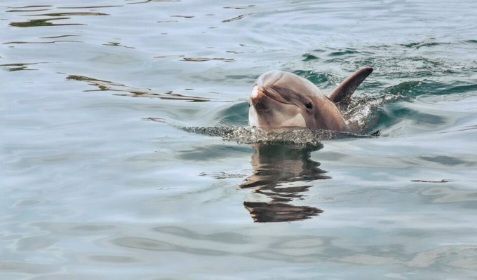 Самый героический дельфин в истории, который спас сотни моряков (6 фото)