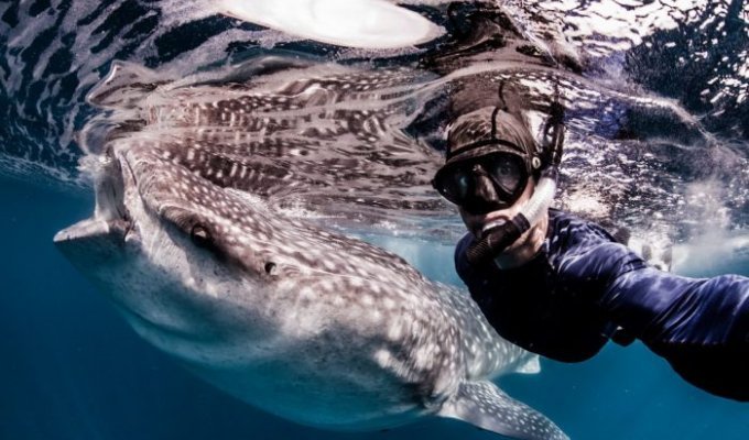 Удивительная фотосессия с китовыми акулами (21 фото)