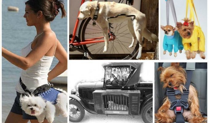 Удивительные способы перевозки и переноски собак (32 фото)