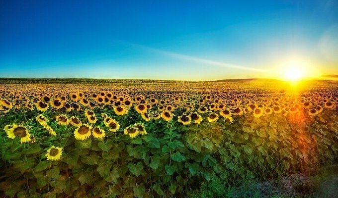 История подсолнечника — «цветка солнца» (20 фото)