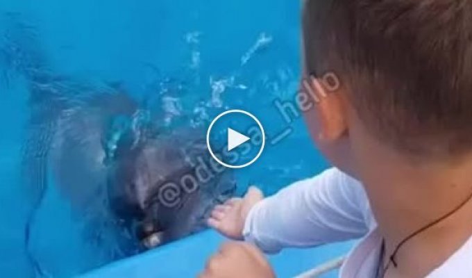 Виноваты родители! В Одессе дельфин укусил мальчика