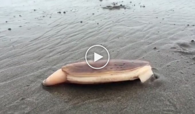 Огромный морской моллюск ловко спрятался в песок от назойливого учёного