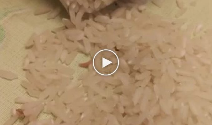 Рис с червями из Сильпо