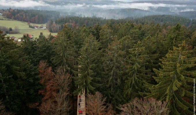 Крупнейшая в мире прогулка в деревьях (6 фото)