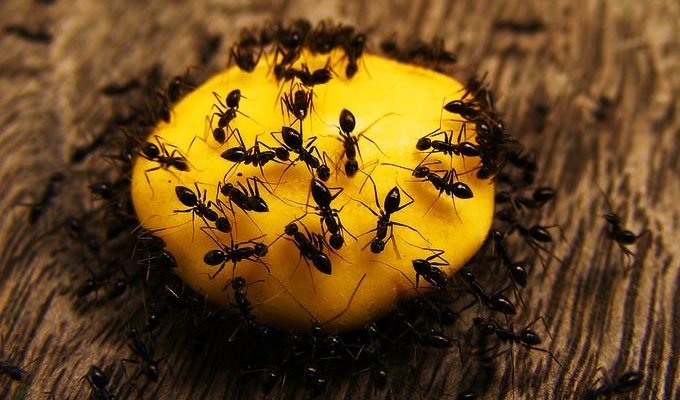 10 фактов о муравьях (3 фото)