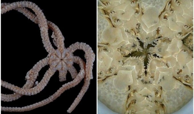 Ученые обнаружили жутковатую морскую звезду с десятками зубов (6 фото)