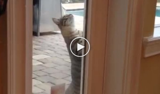 Ловкий кот открыл запертую дверь и пробрался в дом