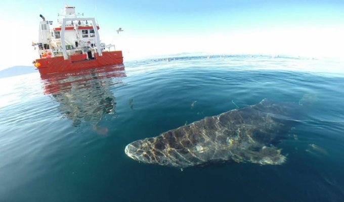 Ученые: гренландская акула - главный долгожитель среди позвоночных (3 фото)