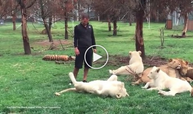 Тигр спас работника зоопарка от леопарда 