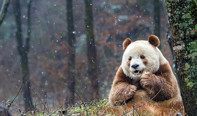 Кизай - уникальная и единственная коричневая панда в мире (7 фото)