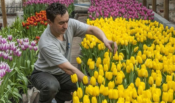 Предприниматель из Белгородской области вырастил 8000 тюльпанов на крыше своего дома (8 фото)