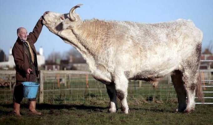 Самый большой бык (2 фото)