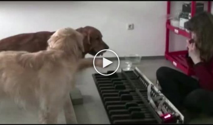 Эти два пса позабавили своей игрой на пианино