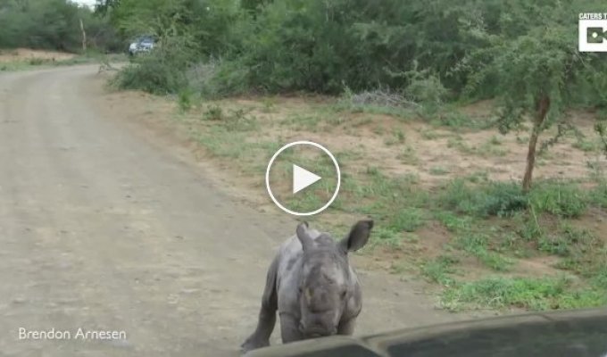 Маленький носорог пытается напугать машину