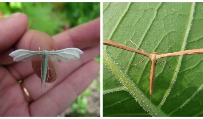 Бабочка с пальцами, которая выглядит как веер с лапками (10 фото + 1 видео)