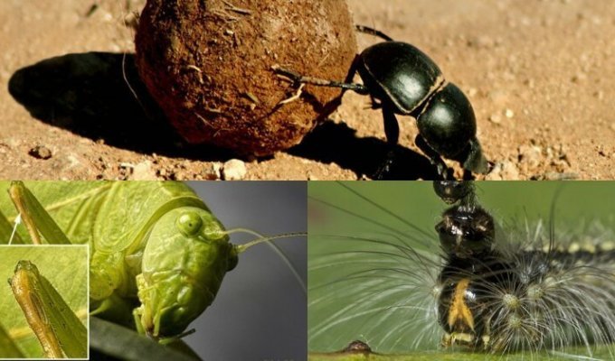 10 невероятных фактов о насекомых (13 фото + 1 видео)