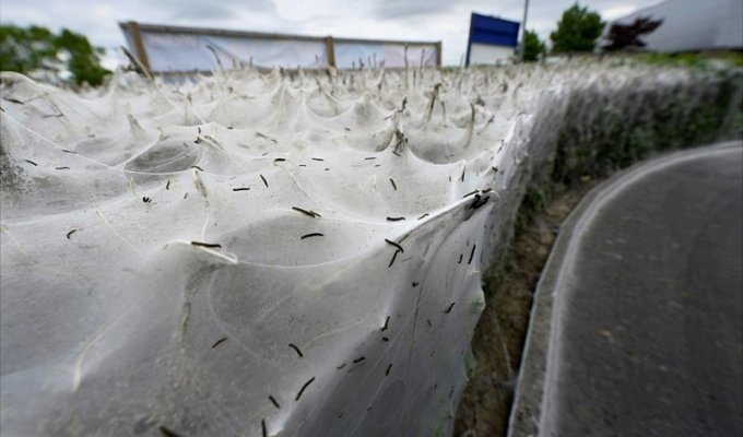 Тысячи гусениц превратили куст в огромный кокон (9 фото)