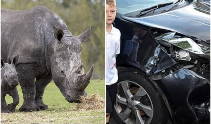 В сафари-парке носороги ударили машину семьи с детьми (7 фото)