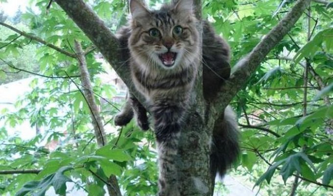 Как легко и быстро снять кота с дерева (2 фото)