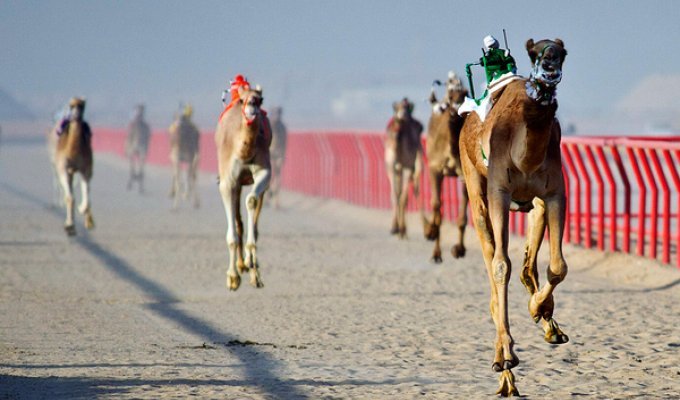 В Кувейте прошли гонки верблюдов с жокеями-роботами (4 фото)