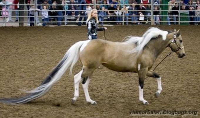 Самый длинный лошадинный хвост (4 фото)