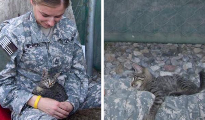 Женщина-солдат отказалась покидать Афганистан без больной кошки (8 фото)