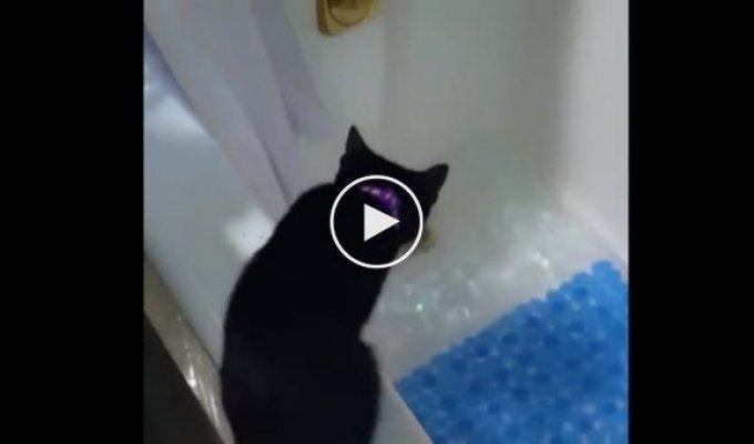 Первое знакомство кота с водой в ванной