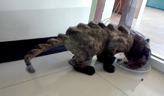 Новый тренд в Таиланде: стрижка кота под динозавра (2 фото)