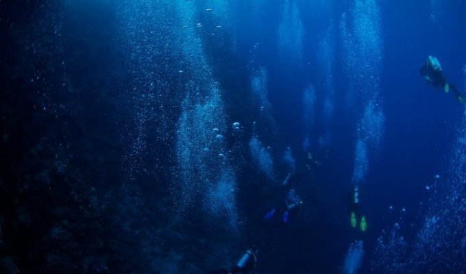 Удивительные глубоководные создания: фотоотчет экспедиции NOAA (17 фото)