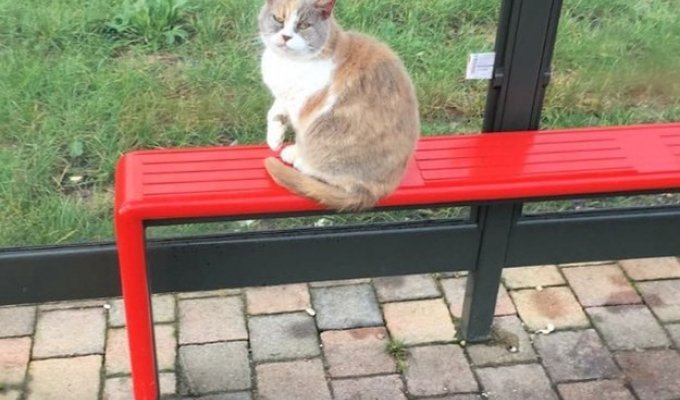 Люди создали из автобусной остановки мемориал кошке,которая была жестоко убита (7 фото)