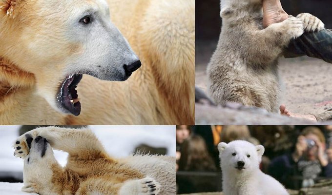 В Берлинском зоопарке умер знаменитый белый медведь Кнут (14 фото)