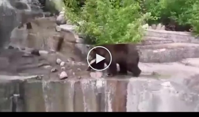 В Варшаве пьяный турист попытался утопить медведицу
