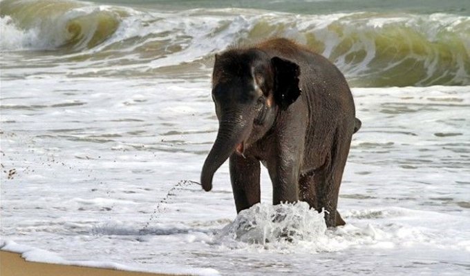 Слоненок освежился (7 фото)
